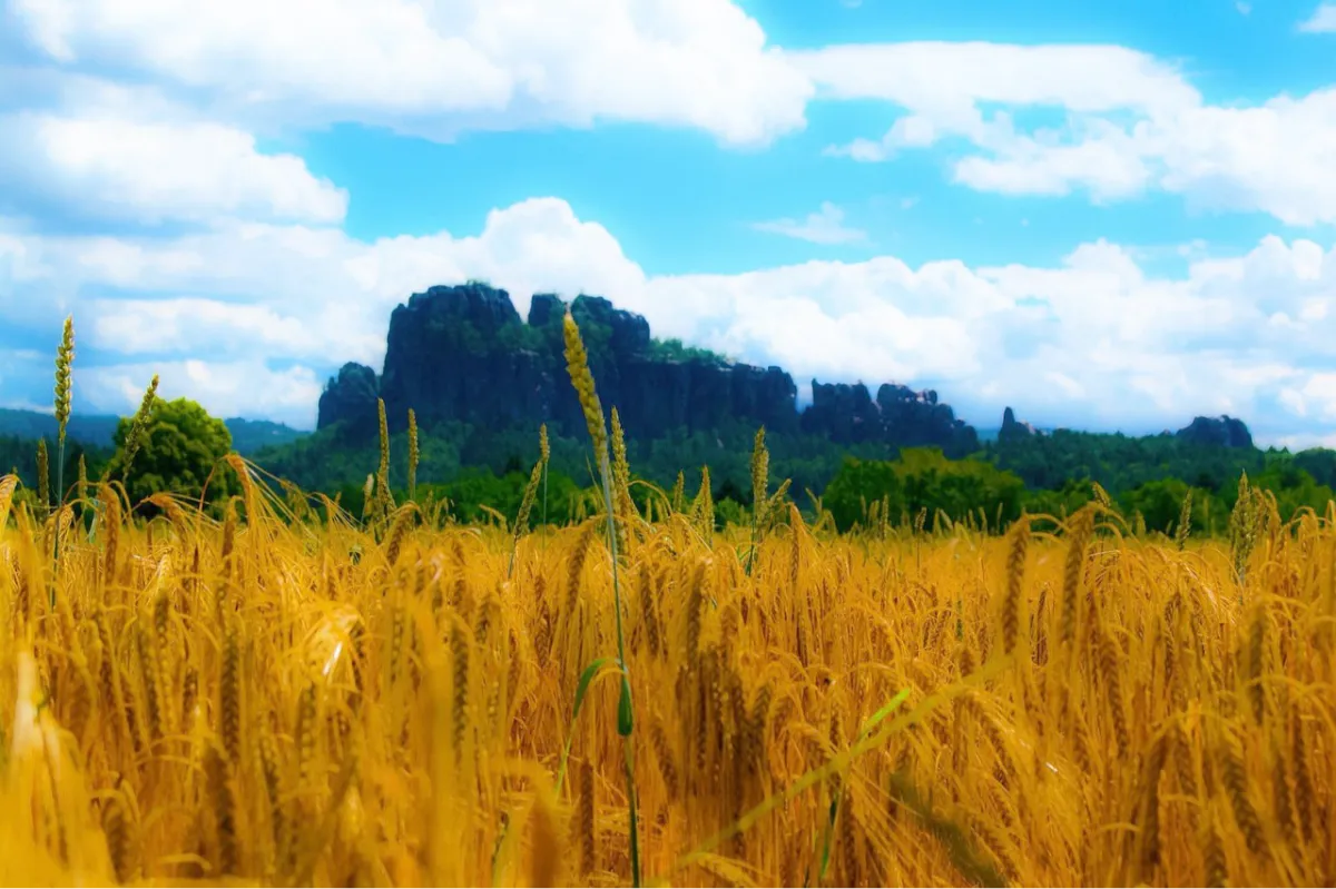 Ortsverein Ostrau e.V. - Veranstaltung - Ortsfest