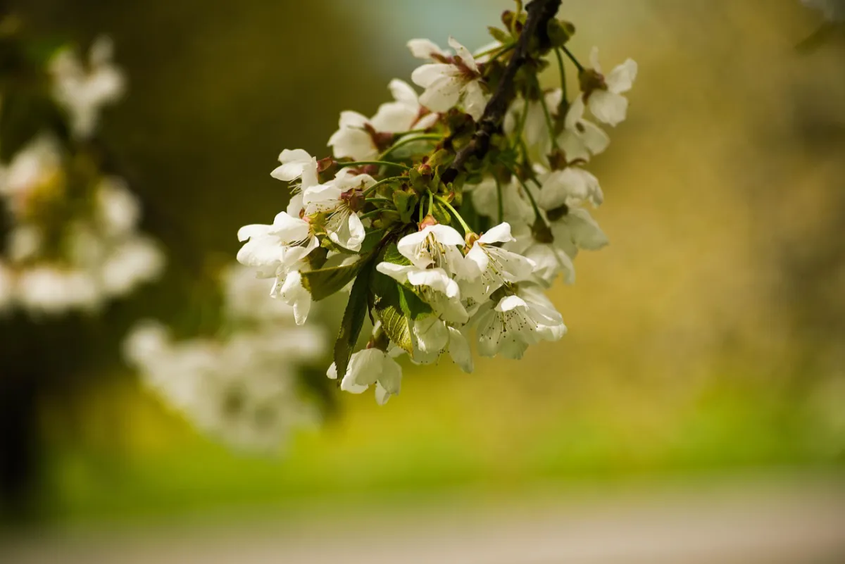 Ortsverein Ostrau e.V. - Veranstaltung - Frühjahrsfest