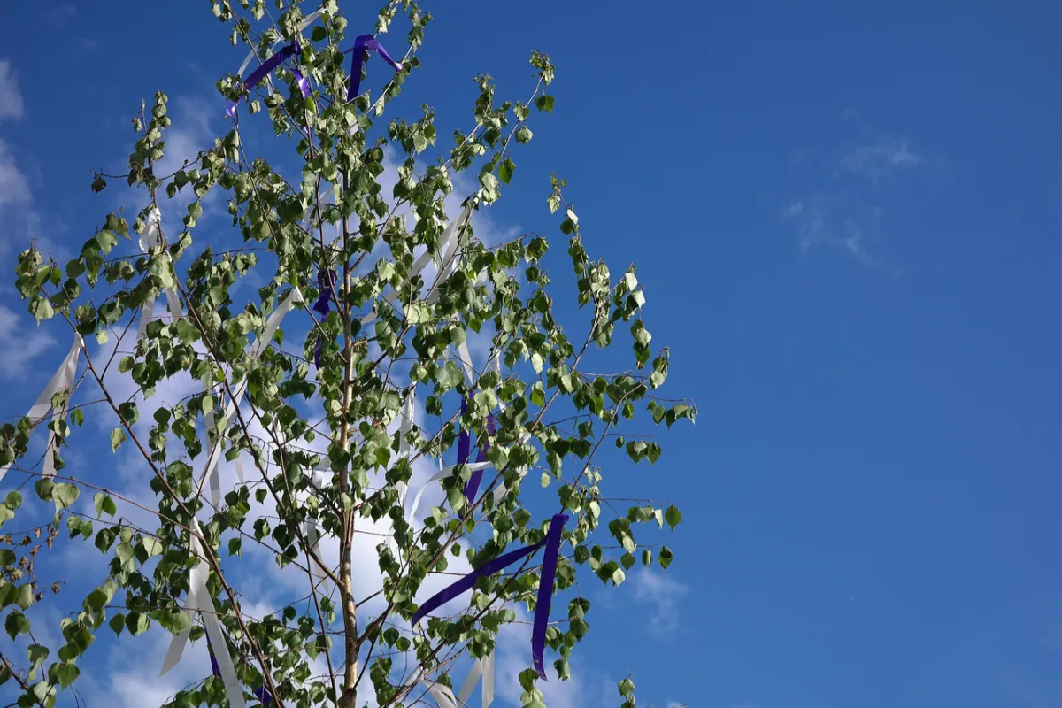 Ortsverein Ostrau e.V. - Veranstaltung - Maibaum setzen